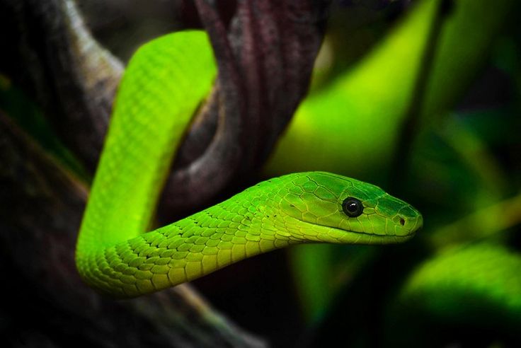 Eastern Green Mamba Backgrounds on Wallpapers Vista