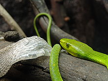 Eastern Green Mamba High Quality Background on Wallpapers Vista