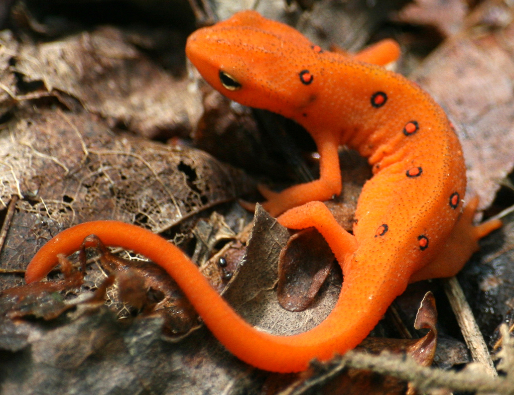 Eastern Newt  High Quality Background on Wallpapers Vista