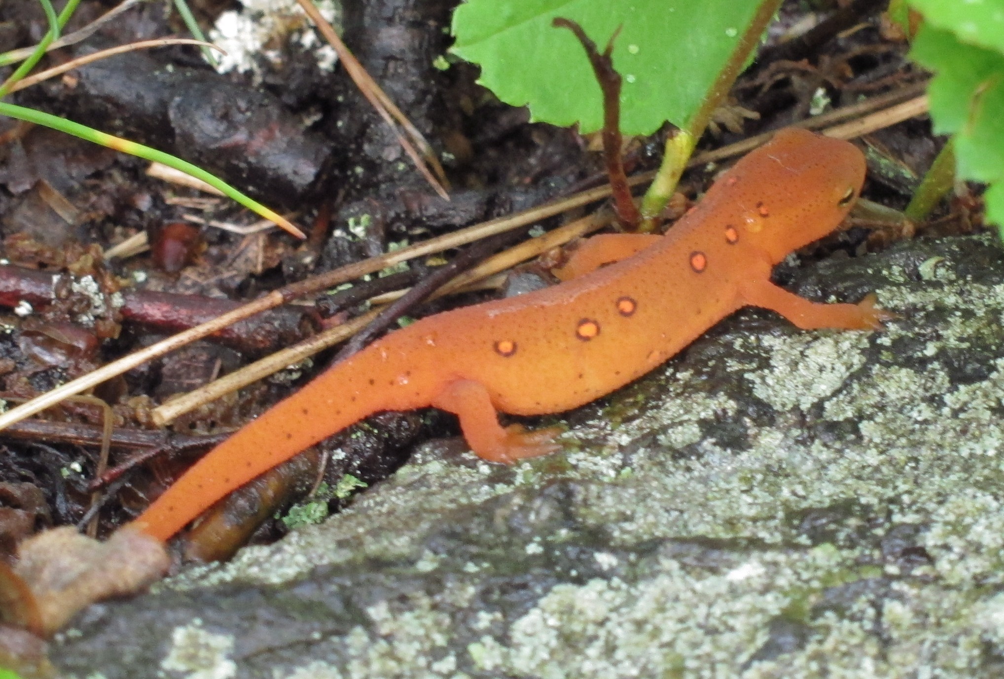 Eastern Newt  Pics, Animal Collection