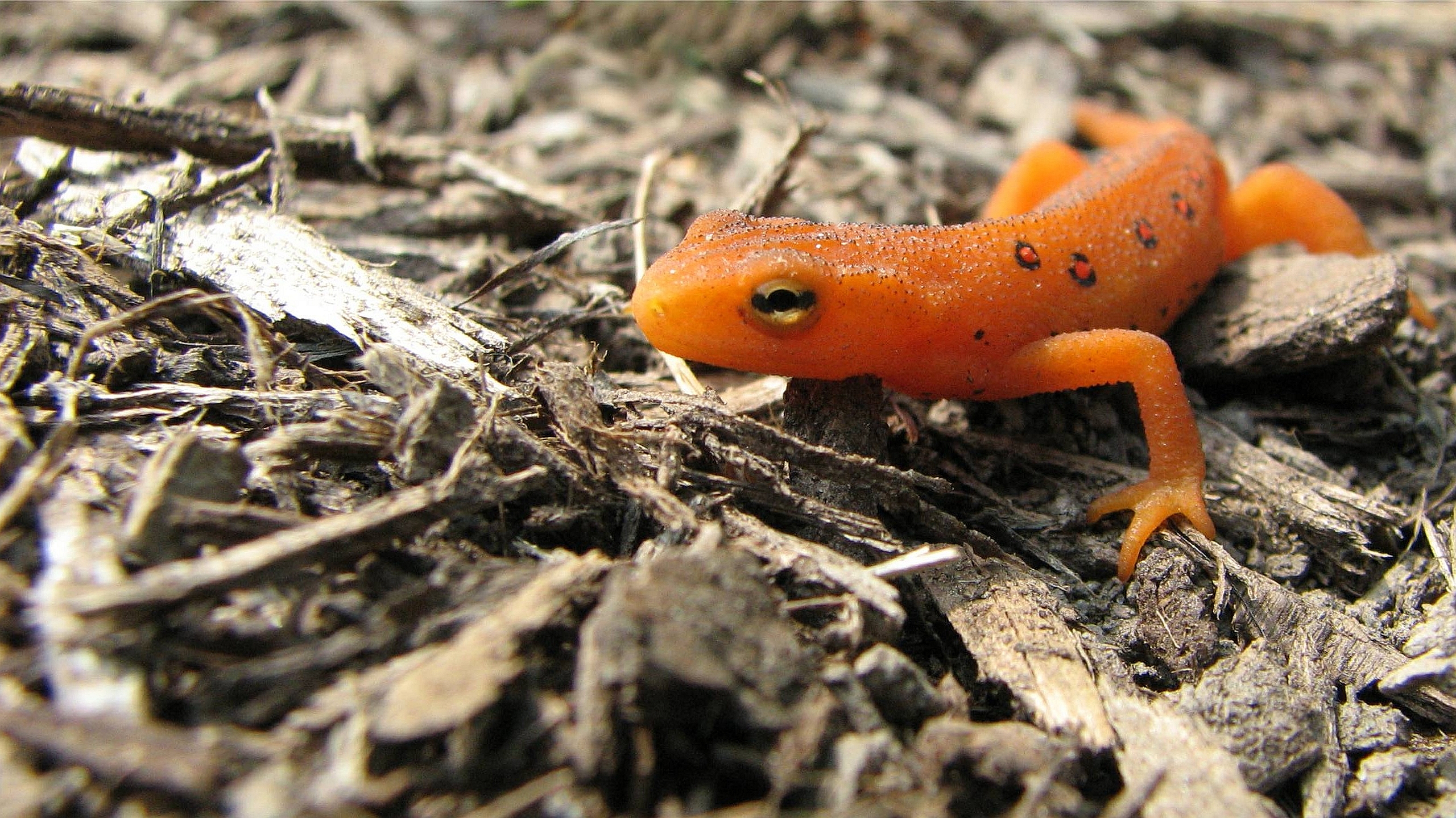 Eastern Newt  Backgrounds, Compatible - PC, Mobile, Gadgets| 2560x1440 px