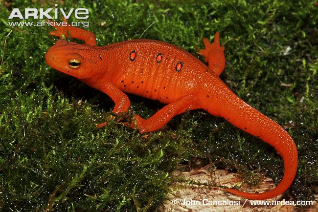 Eastern Newt  Backgrounds on Wallpapers Vista