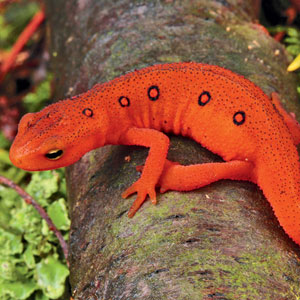 Eastern Newt  Backgrounds on Wallpapers Vista