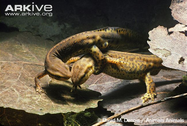 HD Quality Wallpaper | Collection: Animal, 650x438 Eastern Newt 