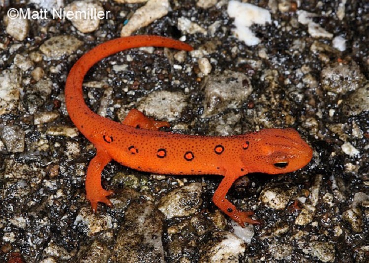750x535 > Eastern Newt  Wallpapers