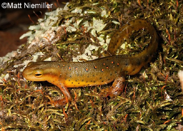 750x535 > Eastern Newt  Wallpapers