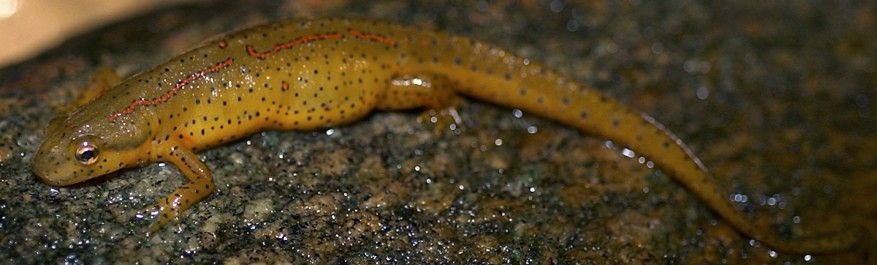 877x265 > Eastern Newt  Wallpapers