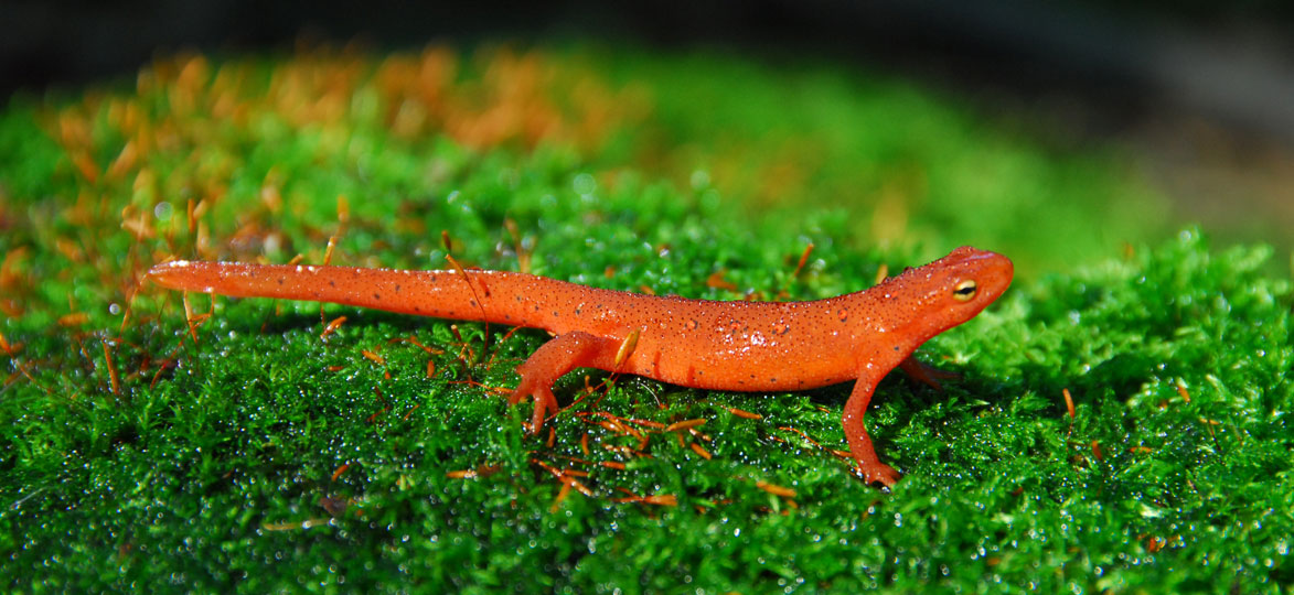 Amazing Eastern Newt  Pictures & Backgrounds