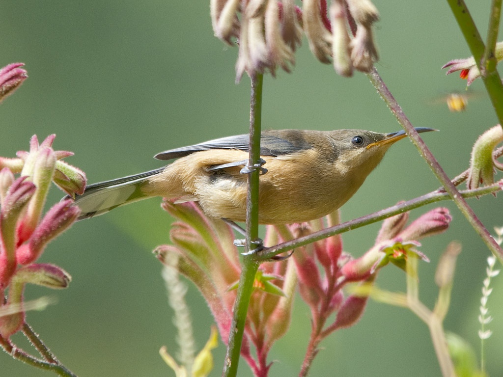 Nice Images Collection: Eastern Spinebill Desktop Wallpapers