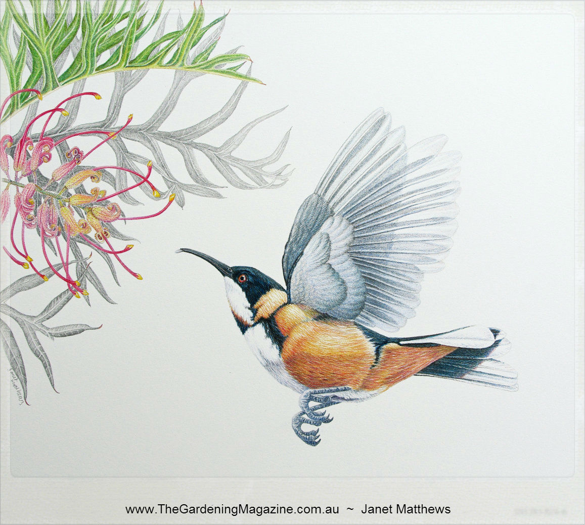 Eastern Spinebill Pics, Animal Collection