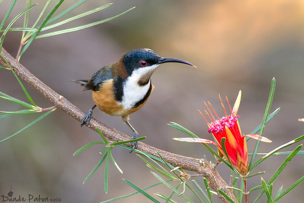HQ Eastern Spinebill Wallpapers | File 82.06Kb