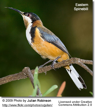 Eastern Spinebill Backgrounds on Wallpapers Vista