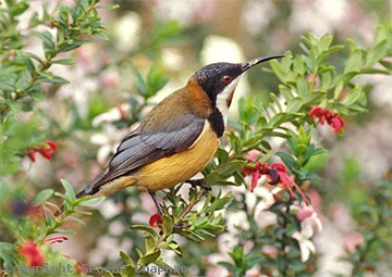 Amazing Eastern Spinebill Pictures & Backgrounds
