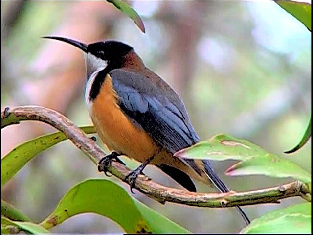 Images of Eastern Spinebill | 640x480