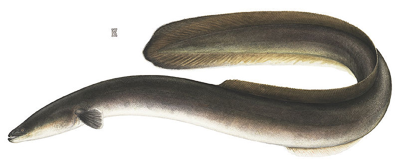 Images of Eels | 800x338