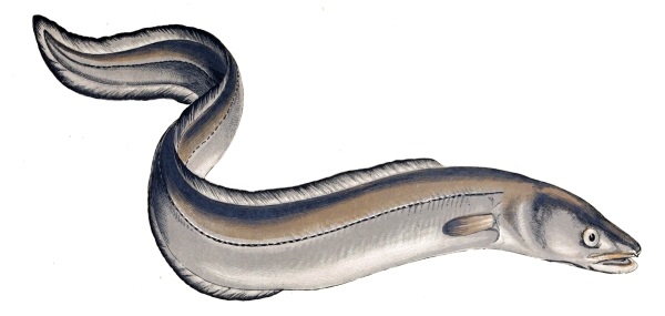 Images of Eels | 600x285
