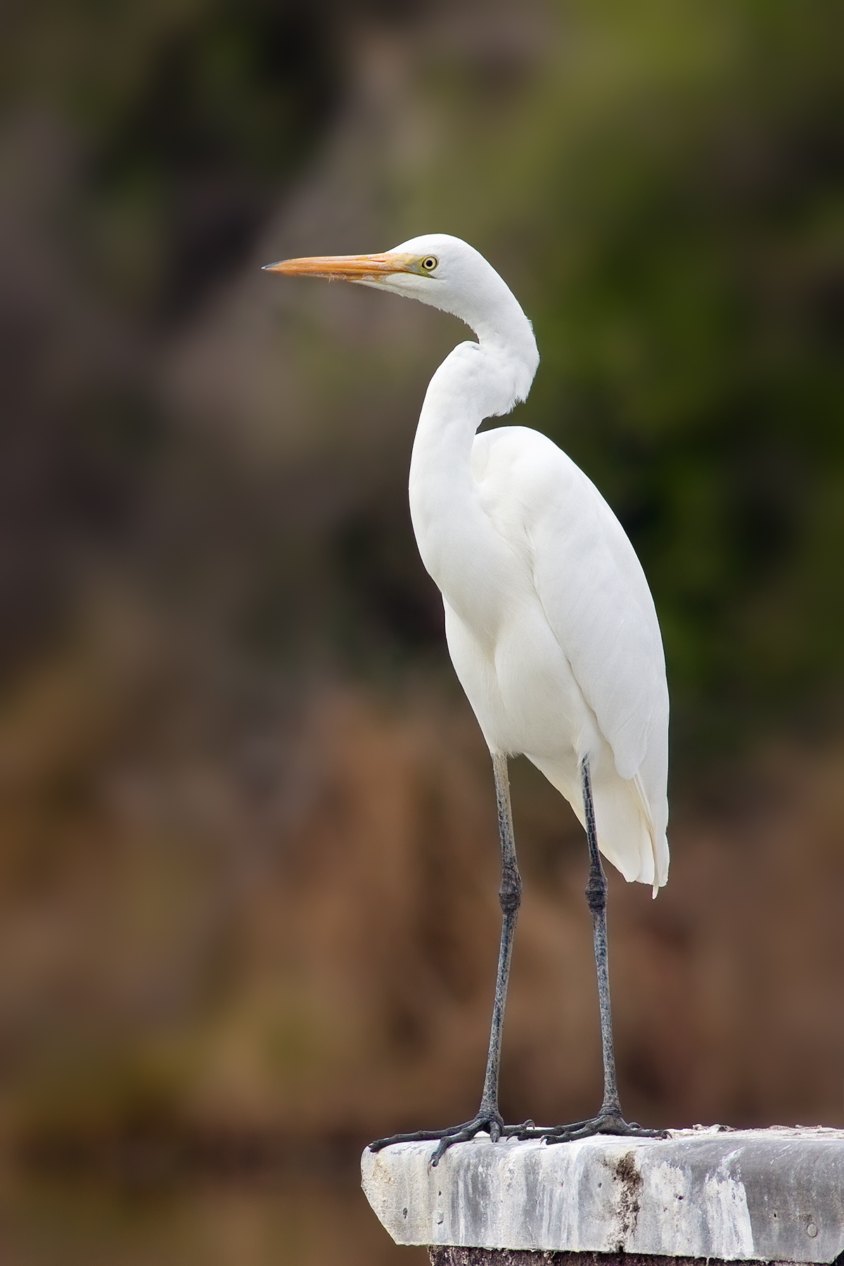 Nice wallpapers Egret 1200x1800px