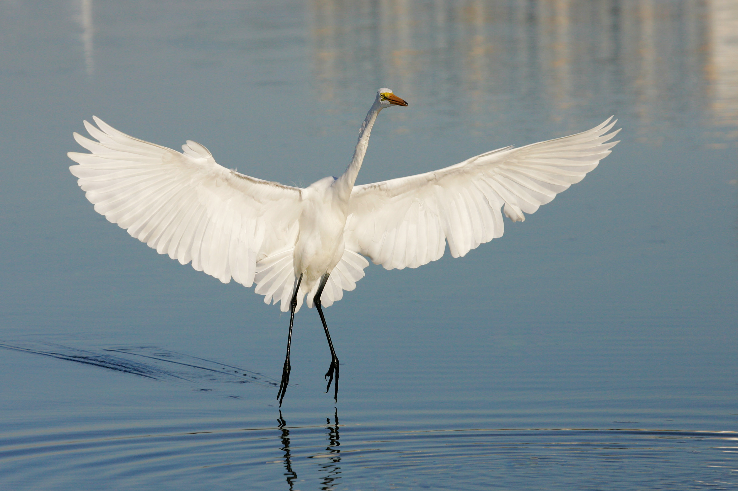Egret High Quality Background on Wallpapers Vista