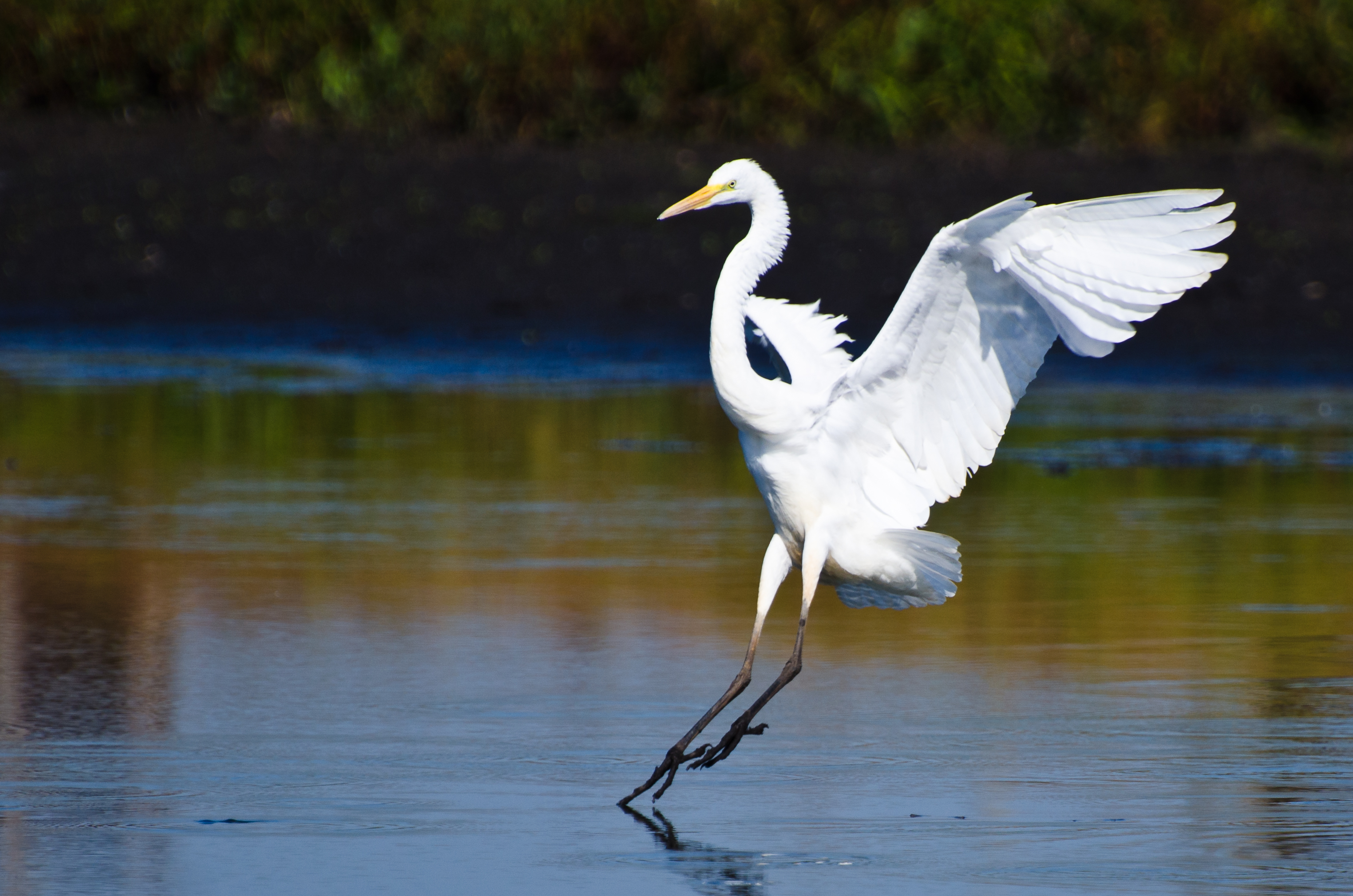 Amazing Egret Pictures & Backgrounds
