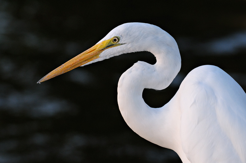 HD Quality Wallpaper | Collection: Animal, 800x531 Egret