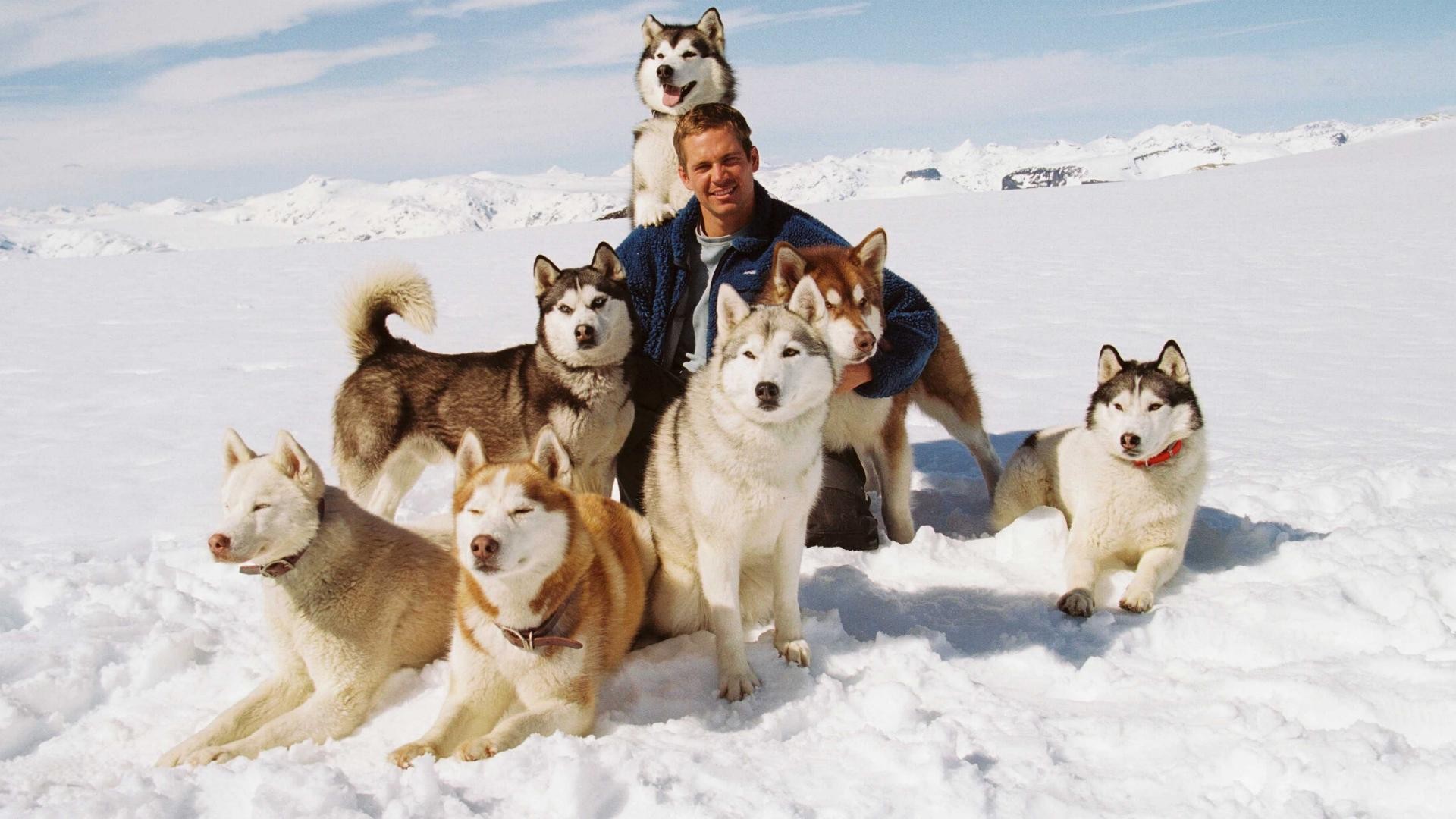 HD Quality Wallpaper | Collection: Movie, 1920x1080 Eight Below