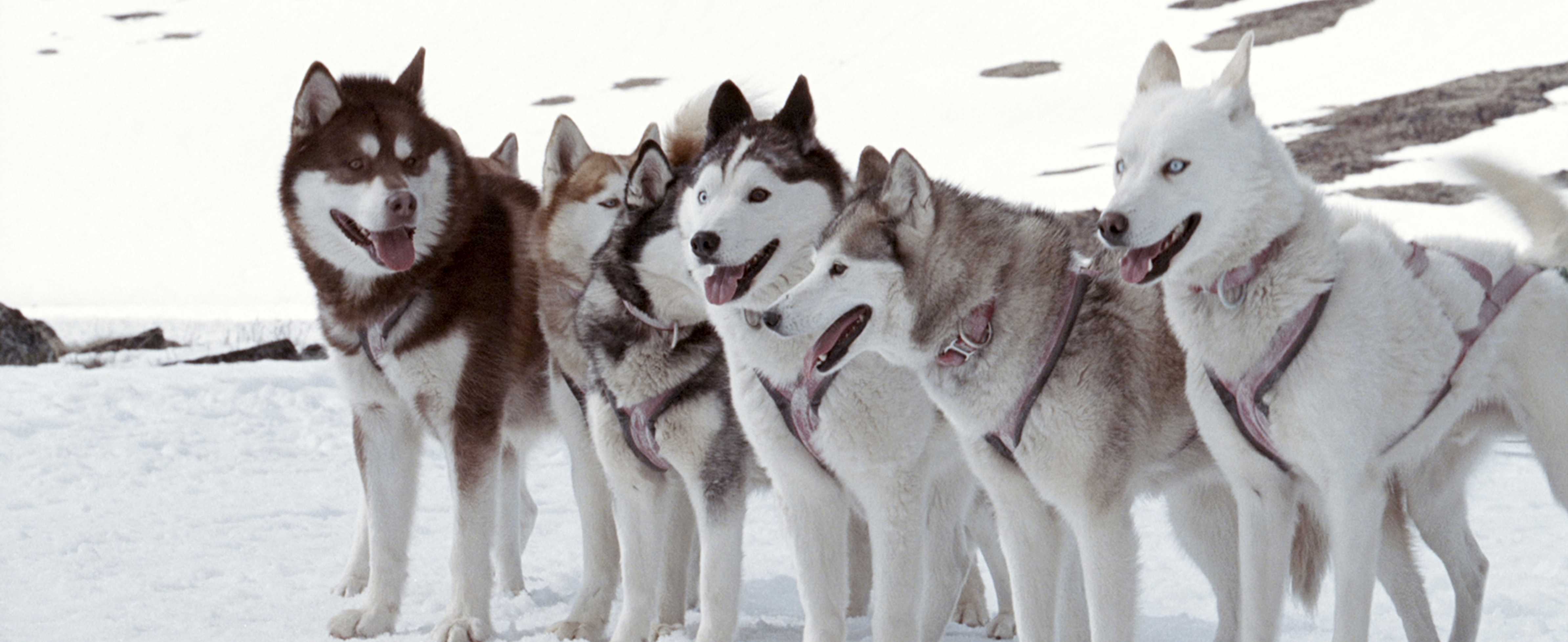 Eight Below Backgrounds, Compatible - PC, Mobile, Gadgets| 4776x1956 px