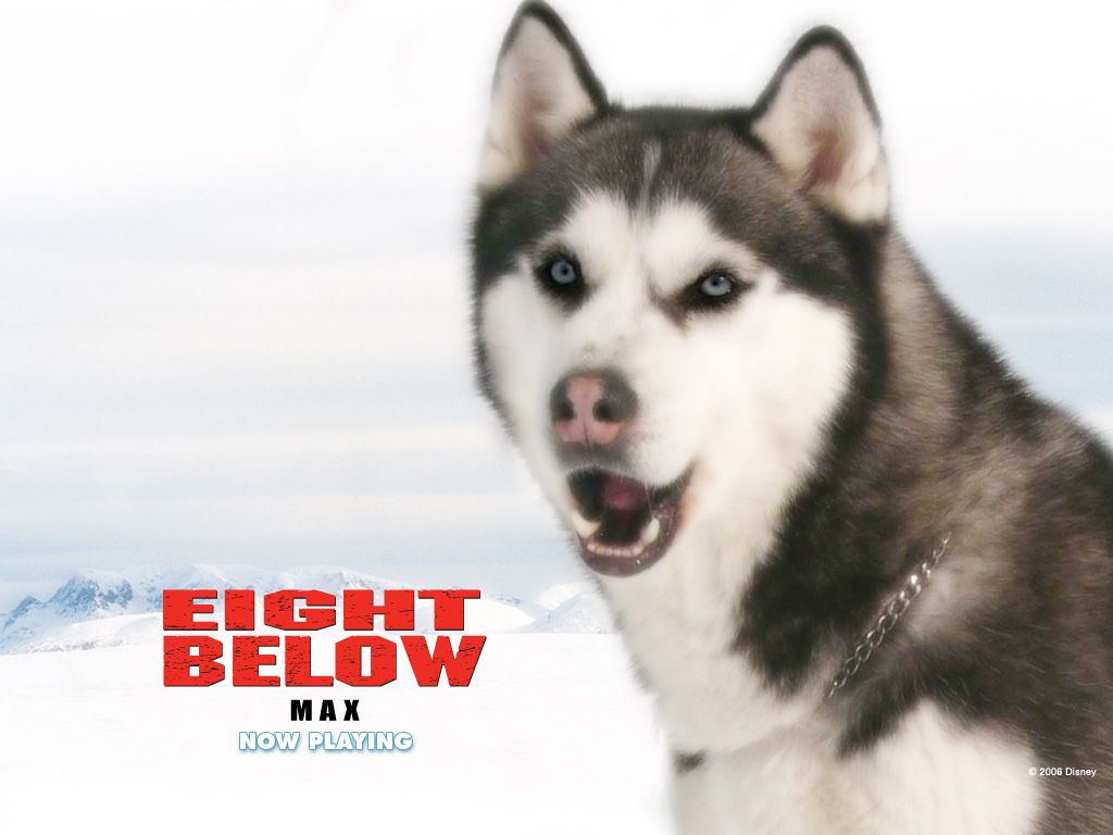 HD Quality Wallpaper | Collection: Movie, 1024x768 Eight Below