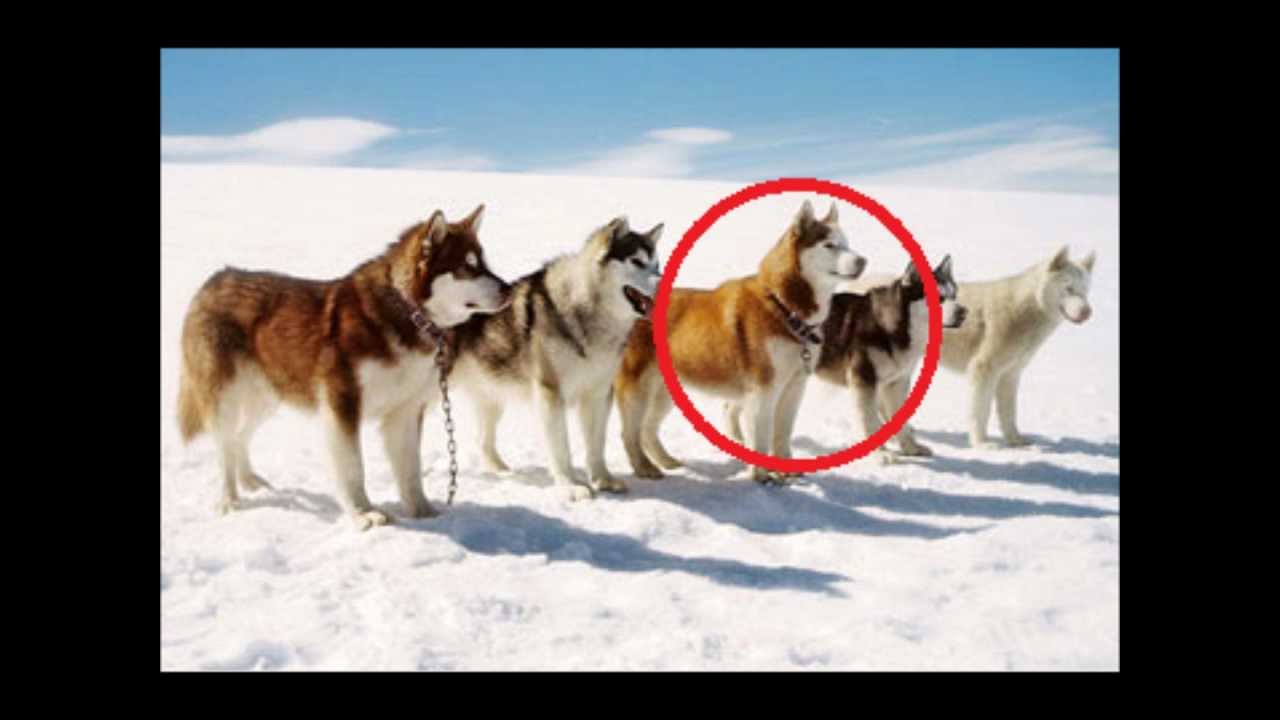 Eight Below Pics, Movie Collection