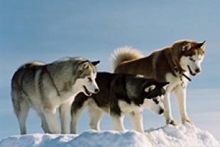 Images of Eight Below | 310x208