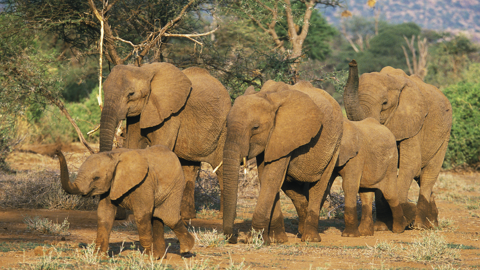 Amazing Elephant Pictures & Backgrounds