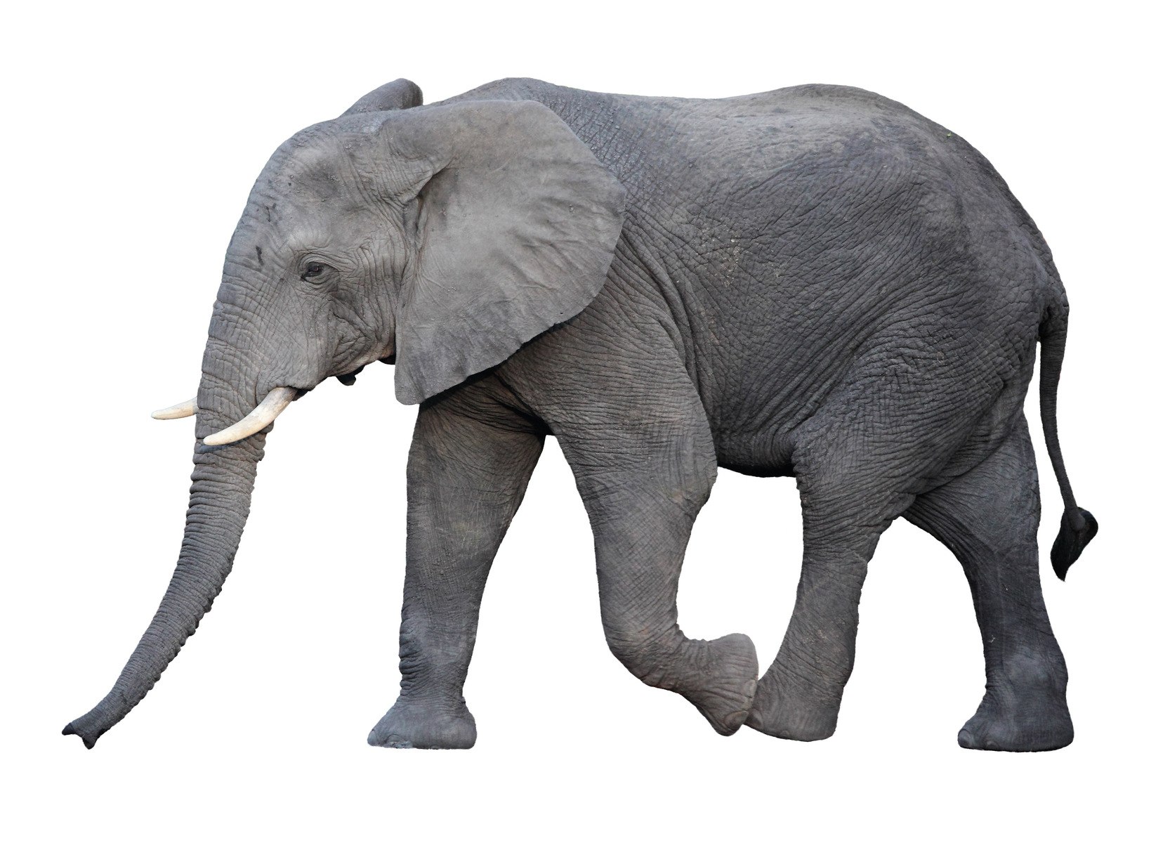 Nice Images Collection: Elephant Desktop Wallpapers
