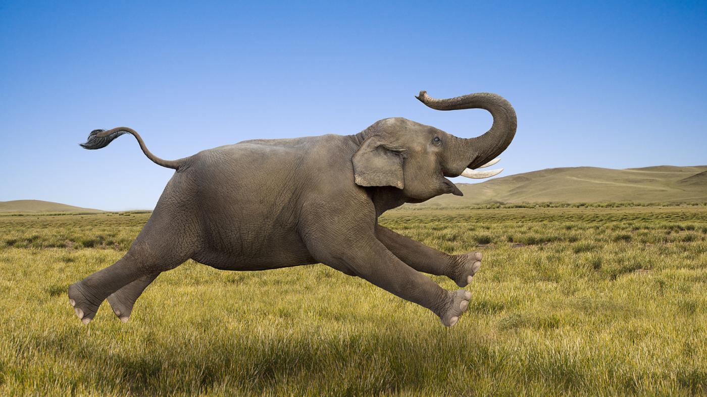 Elephant Backgrounds on Wallpapers Vista