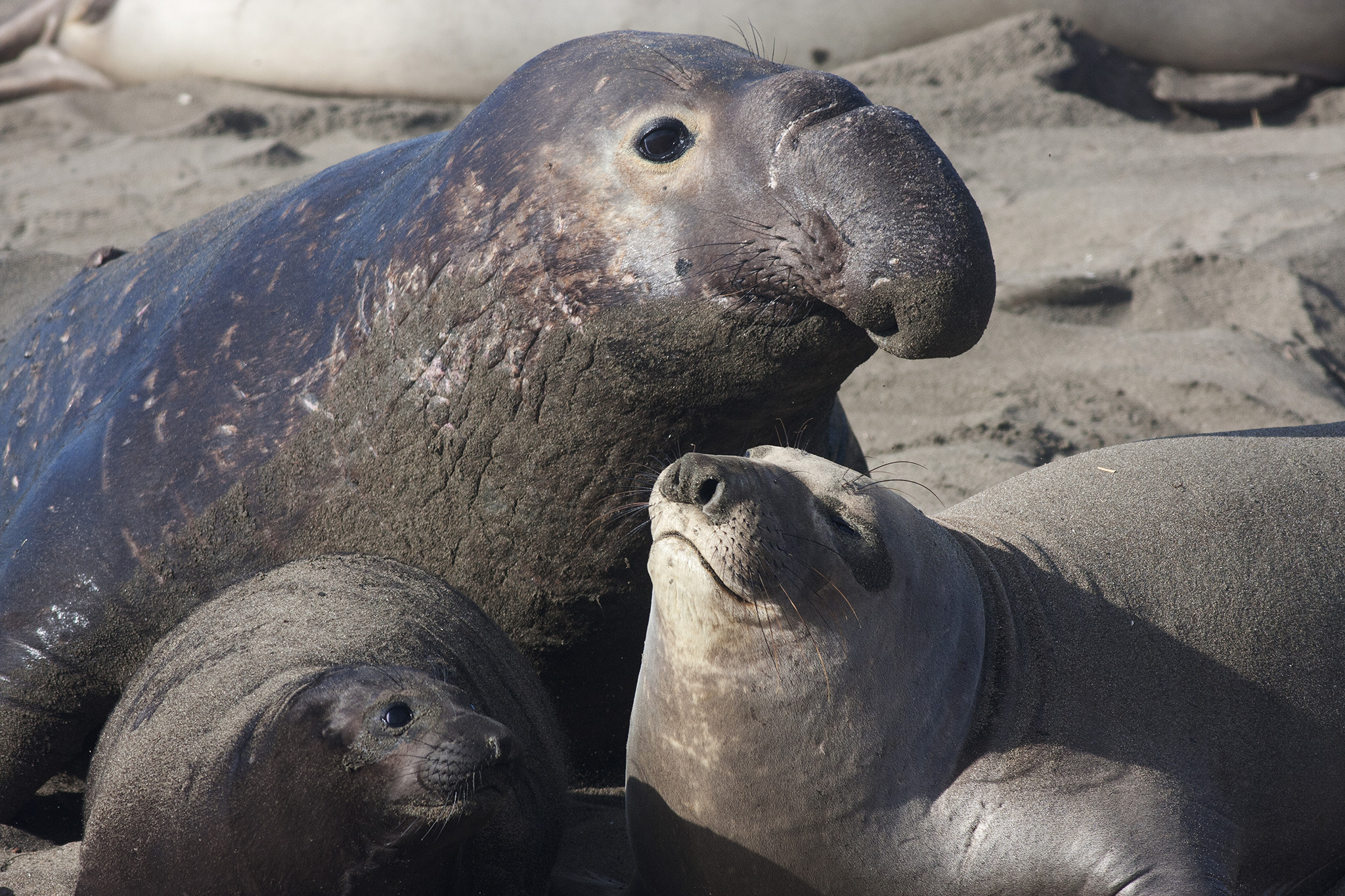 Amazing Elephant Seal Pictures & Backgrounds