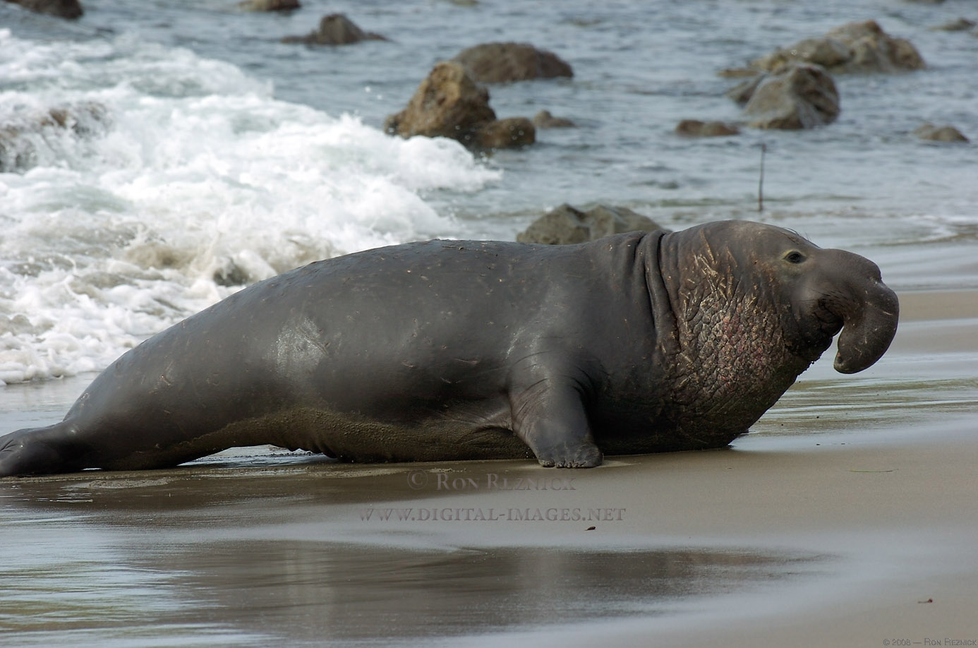 1386x918 > Elephant Seal Wallpapers