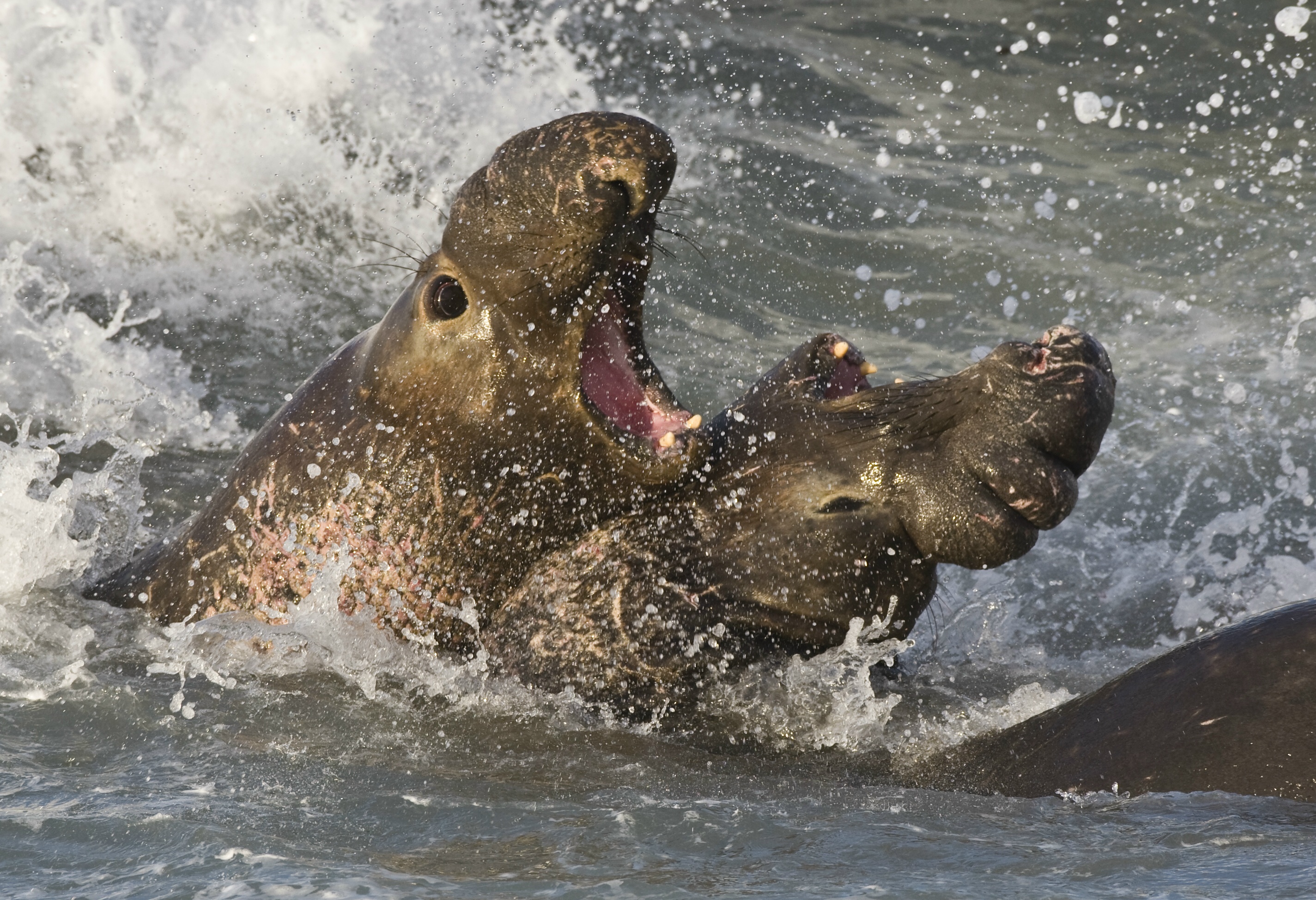 Elephant Seal Backgrounds on Wallpapers Vista