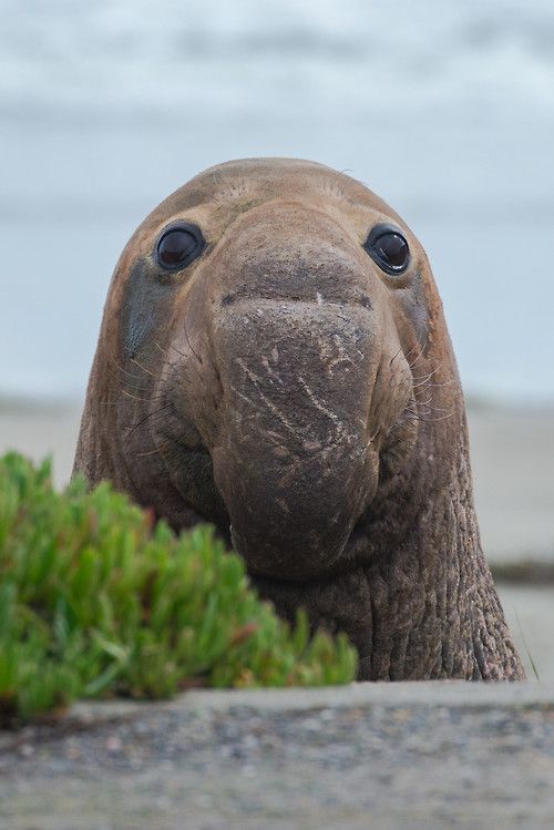 Elephant Seal High Quality Background on Wallpapers Vista