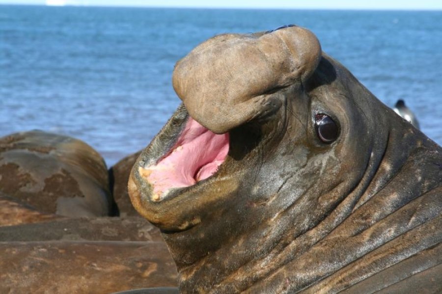Elephant Seal Pics, Animal Collection