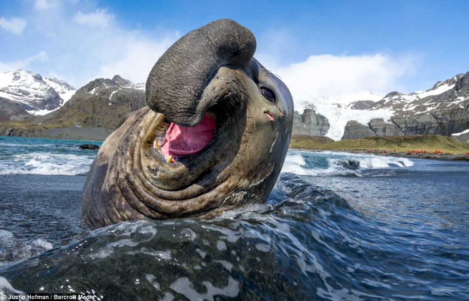 HQ Elephant Seal Wallpapers | File 125.78Kb