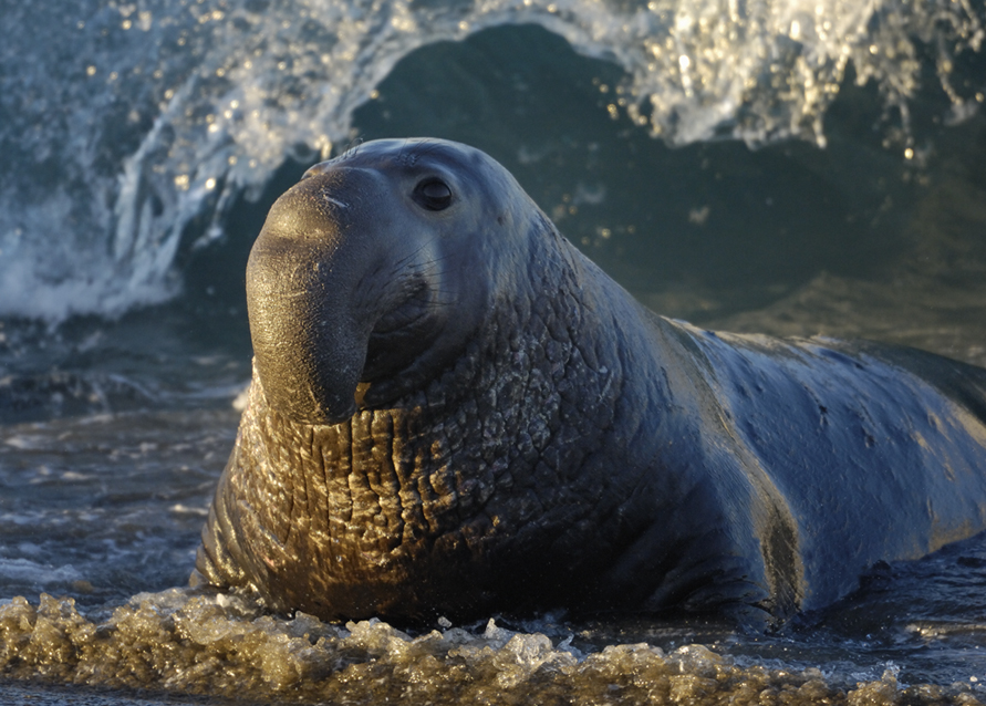 Elephant Seal High Quality Background on Wallpapers Vista