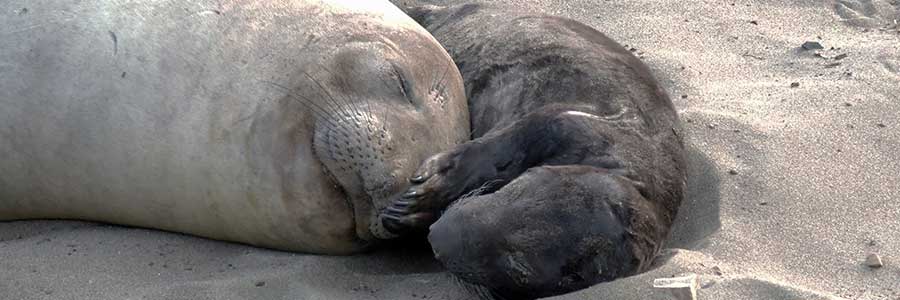 900x300 > Elephant Seal Wallpapers