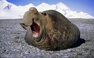 Nice wallpapers Elephant Seal 399x246px