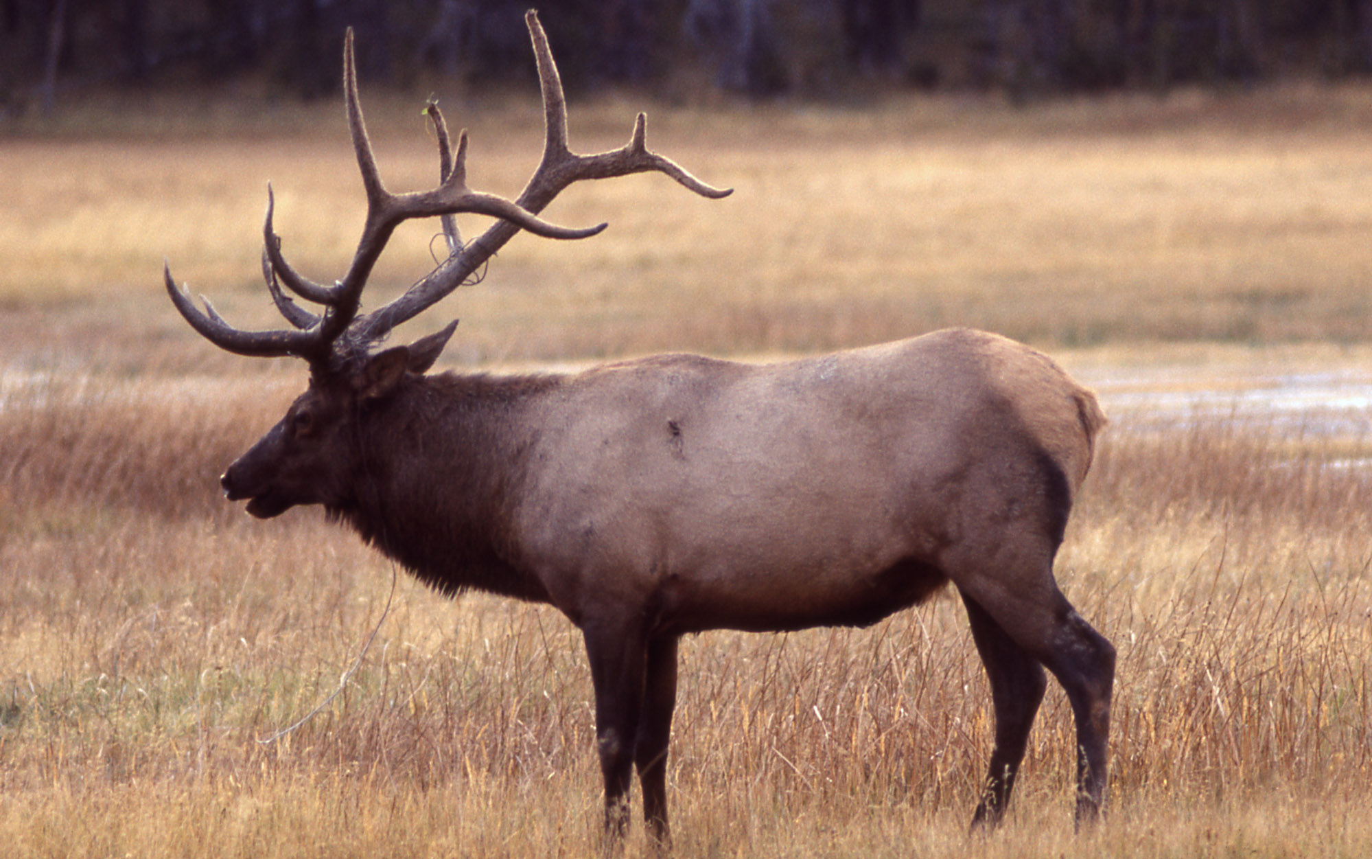 Images of Elk | 1999x1251