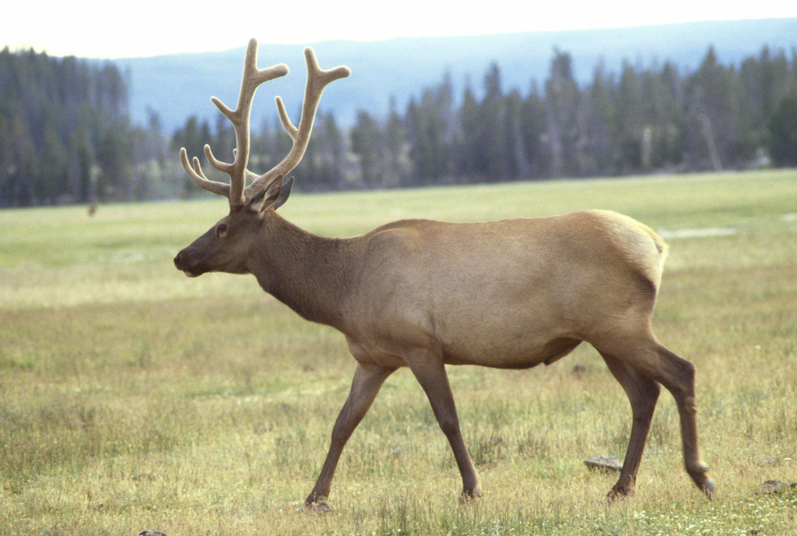 Elk #5