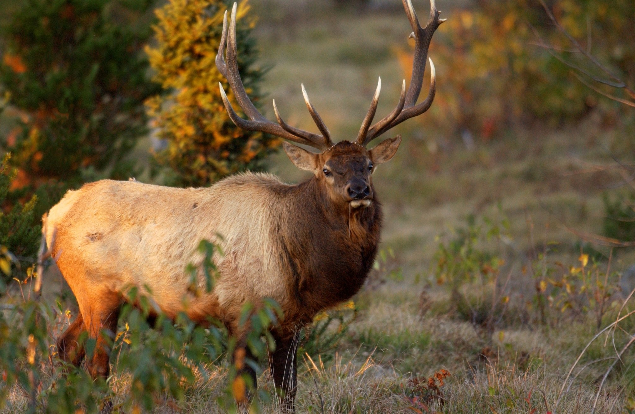 HD Quality Wallpaper | Collection: Animal, 2048x1334 Elk
