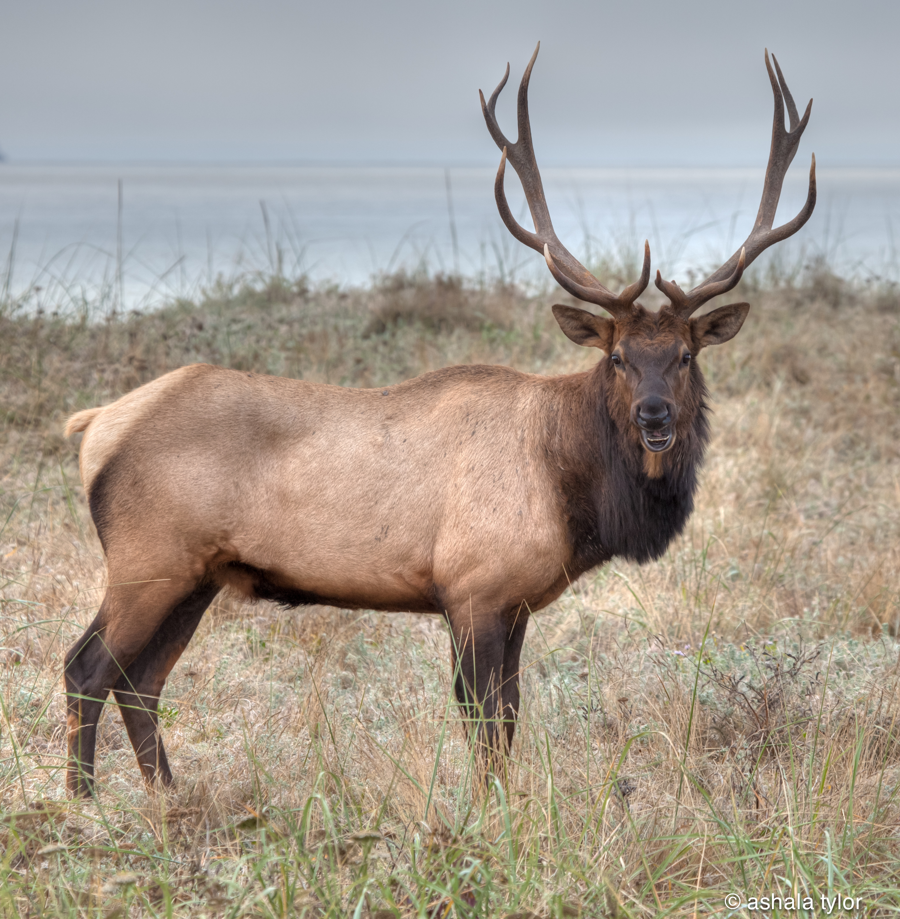 Elk Pics, Animal Collection