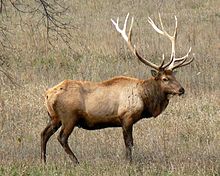 Images of Elk | 220x176