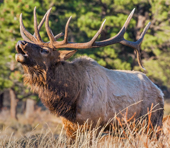 Amazing Elk Pictures & Backgrounds