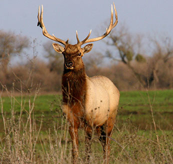 Amazing Elk Pictures & Backgrounds
