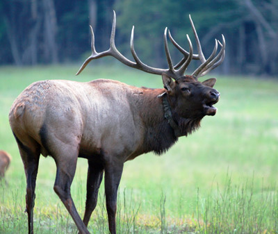 Images of Elk | 400x337