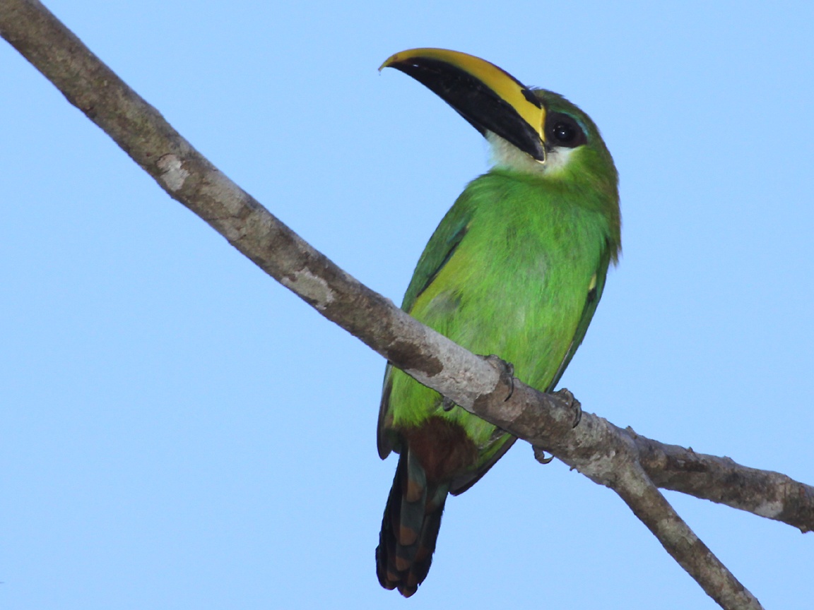 Emerald Toucanet High Quality Background on Wallpapers Vista